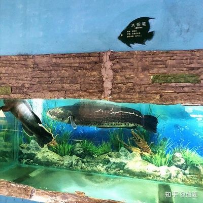 龍魚焦慮不安,快速游動：當龍魚表現(xiàn)出焦慮不安、快速游動的行為時，可能是由多種因素引起的