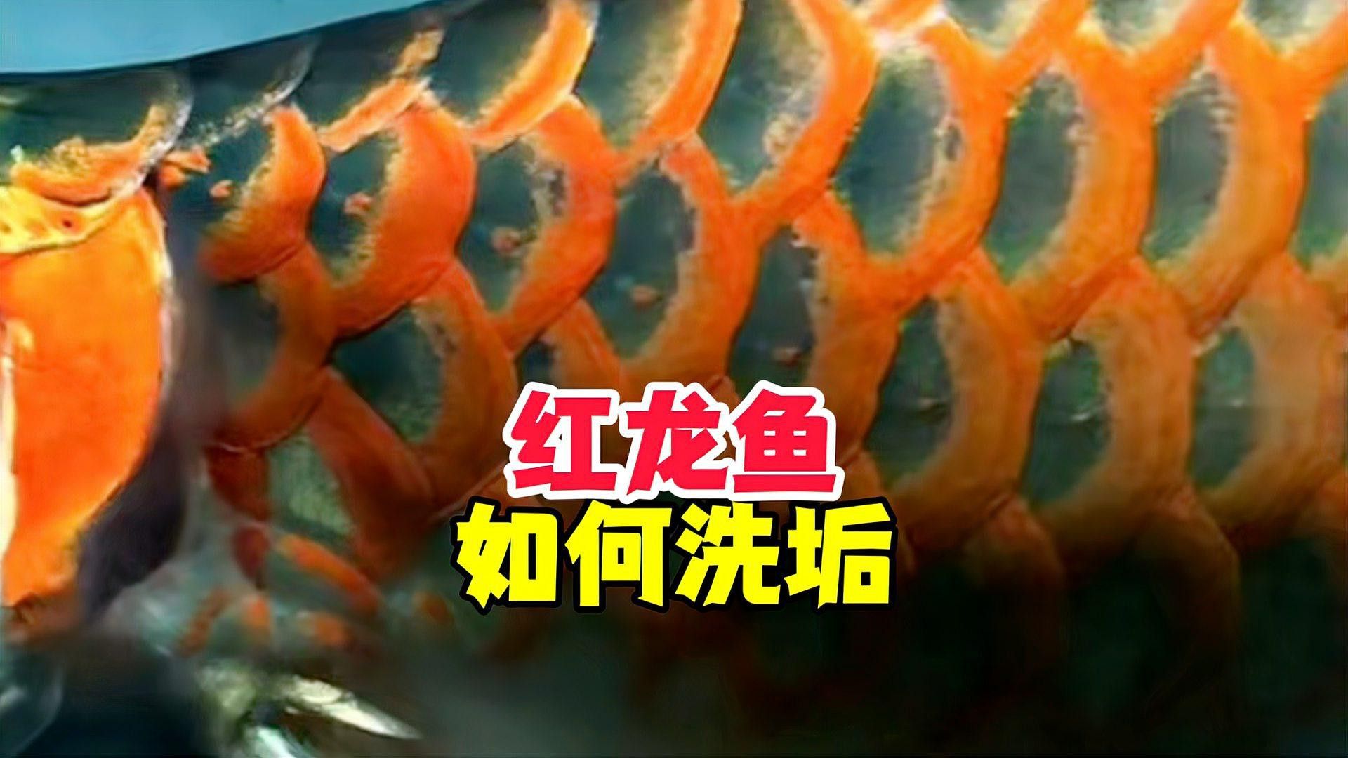 如何促進紅龍魚快速發色？