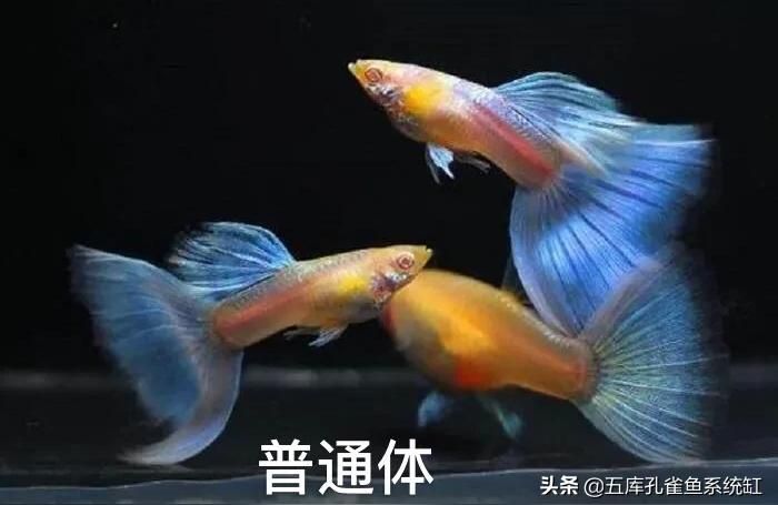 藍禮服白子孔雀魚