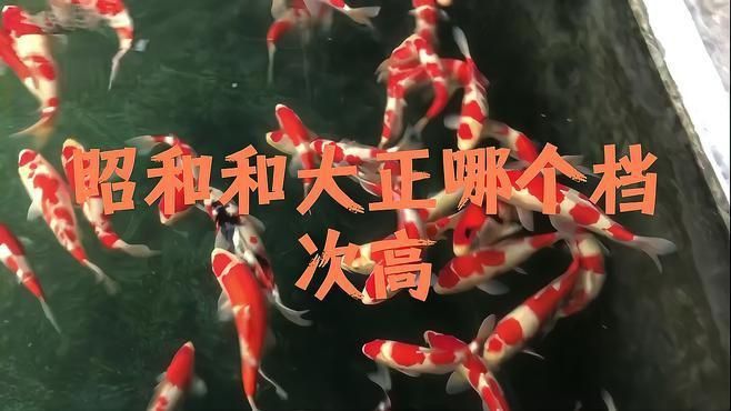 錦鯉大正和昭和哪個貴