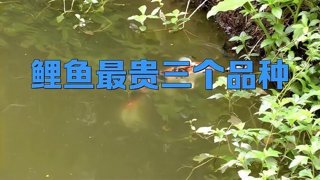錦鯉大正和昭和哪個貴