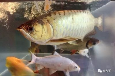金龍魚苗的價格受到多種因素的影響