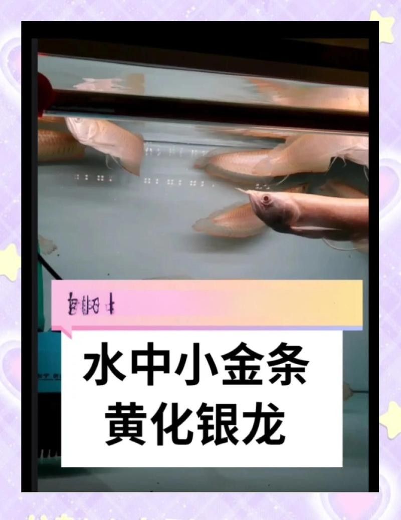 黃色的銀龍魚是什么魚種