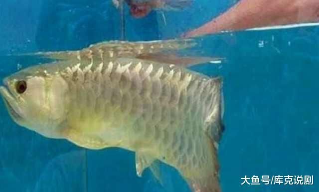 超大金龍魚兩條魚一起養會死嗎（金龍魚可以和招財魚混養么？）