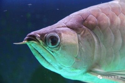 龍魚咽食困難怎么治療：龍魚咽食困難怎么辦