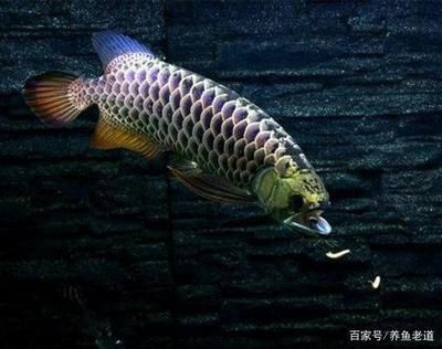 龍魚咽食困難怎么治療：龍魚咽食困難怎么辦