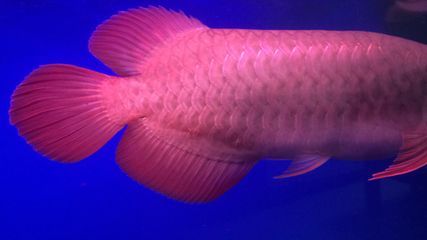 紅龍魚爛鱗片怎么治好：紅龍魚爛鱗片怎么治好紅龍魚爛鱗片怎么治好