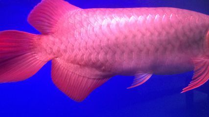 紅龍魚爛鱗片怎么治好：紅龍魚爛鱗片怎么治好紅龍魚爛鱗片怎么治好