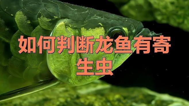 龍魚怎么檢疫寄生蟲