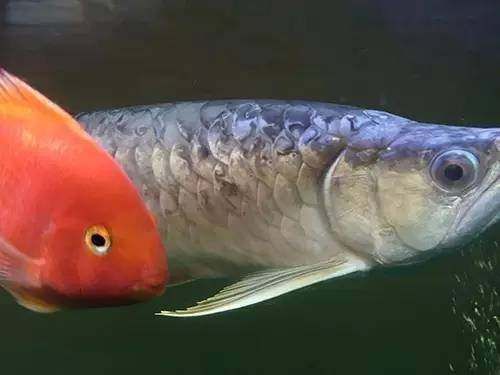龍魚立鱗發黑能恢復嗎(龍魚立鱗發黑怎么辦) 龍魚百科 第3張 龍魚立鱗發黑能恢復嗎(龍魚立鱗發黑怎么辦) 龍魚立鱗發黑能恢復嗎(龍魚立鱗發黑怎么辦) 龍魚百科 第3張