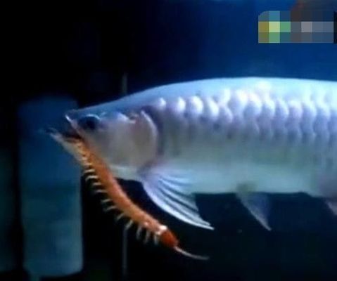 金龍魚問題:金龍魚游來游去的原因分析龍魚游來游去是正常的嗎 龍魚百科 第8張 金龍魚問題:金龍魚游來游去的原因分析龍魚游來游去是正常的嗎 金龍魚問題:金龍魚游來游去的原因分析龍魚游來游去是正常的嗎 龍魚百科 第8張