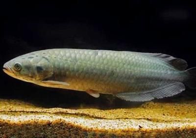 銀龍魚可以放生嗎（銀龍魚可以放生嗎？）