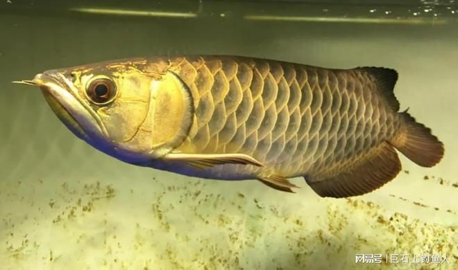 銀龍魚可以放生嗎（銀龍魚可以放生嗎？）