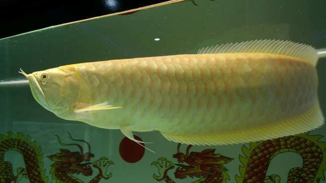 銀龍魚可以放生嗎（銀龍魚可以放生嗎？）