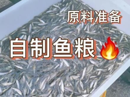 雷龍魚增藍飼料怎么配