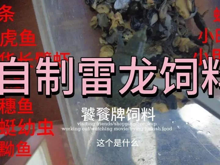 雷龍魚增藍飼料怎么配