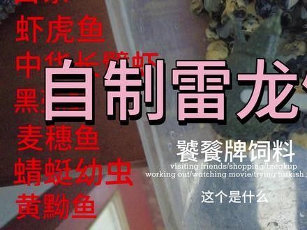 雷龍魚增藍飼料怎么配