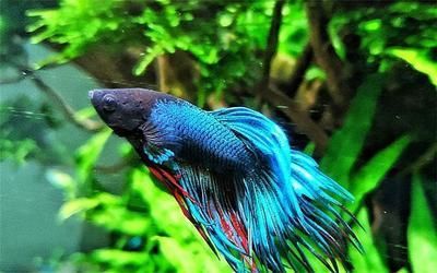 古典藍金龍魚怎么養：古典藍金龍魚怎么養，古典藍金龍魚飼養方法包括以下幾個方面