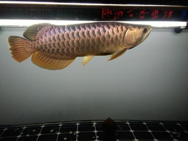 手機怎么掃描龍魚芯片碼圖片