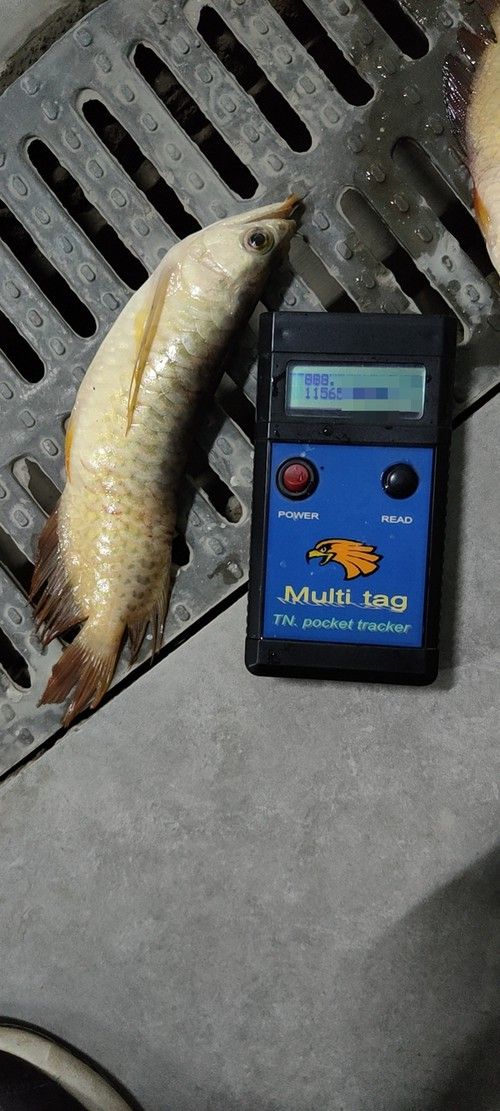 手機怎么掃描龍魚芯片碼圖片