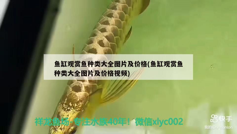 魚缸觀賞魚種類大全圖片及價格(魚缸觀賞魚種類大全圖片及價格視頻)