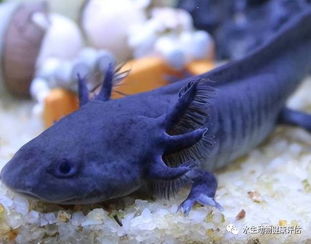 恐龍魚(yú)有攻擊性嗎圖片 龍魚(yú)百科 第3張 恐龍魚(yú)有攻擊性嗎圖片 恐龍魚(yú)有攻擊性嗎圖片 龍魚(yú)百科 第3張