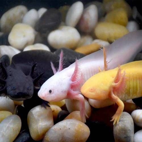 恐龍魚(yú)有攻擊性嗎圖片 龍魚(yú)百科 第4張 恐龍魚(yú)有攻擊性嗎圖片 恐龍魚(yú)有攻擊性嗎圖片 龍魚(yú)百科 第4張