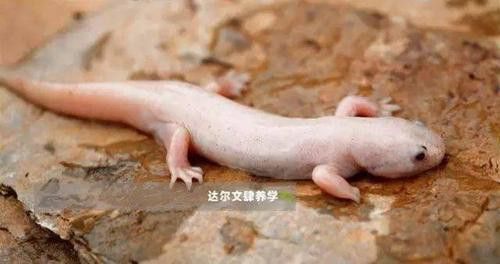 恐龍魚(yú)有攻擊性嗎圖片 龍魚(yú)百科 第6張 恐龍魚(yú)有攻擊性嗎圖片 恐龍魚(yú)有攻擊性嗎圖片 龍魚(yú)百科 第6張