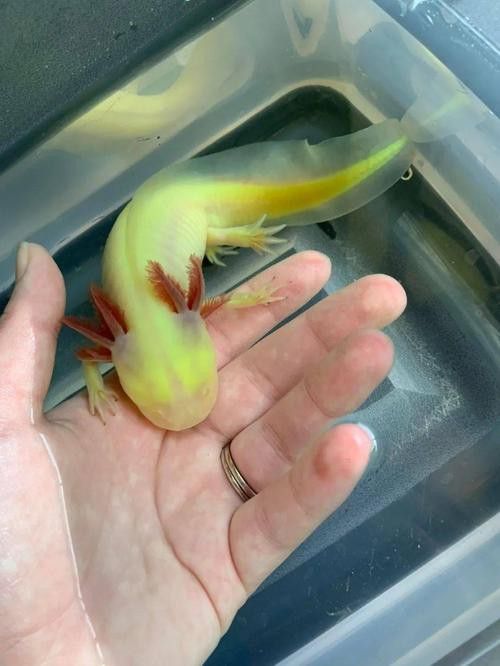 恐龍魚(yú)有攻擊性嗎圖片 龍魚(yú)百科 第9張 恐龍魚(yú)有攻擊性嗎圖片 恐龍魚(yú)有攻擊性嗎圖片 龍魚(yú)百科 第9張