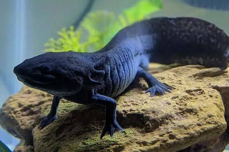 恐龍魚(yú)有攻擊性嗎圖片 龍魚(yú)百科 第10張 恐龍魚(yú)有攻擊性嗎圖片 恐龍魚(yú)有攻擊性嗎圖片 龍魚(yú)百科 第10張