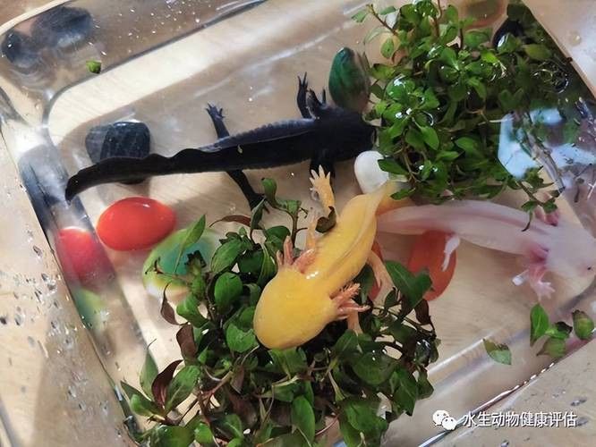 恐龍魚(yú)有攻擊性嗎圖片 龍魚(yú)百科 第12張 恐龍魚(yú)有攻擊性嗎圖片 恐龍魚(yú)有攻擊性嗎圖片 龍魚(yú)百科 第12張