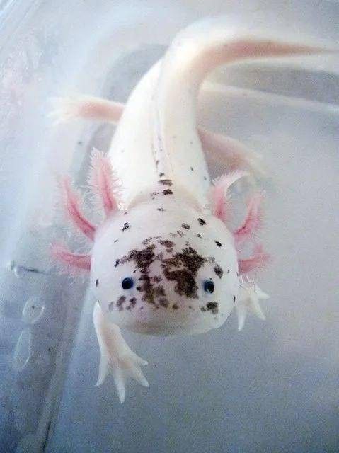恐龍魚(yú)有攻擊性嗎圖片 龍魚(yú)百科 第17張 恐龍魚(yú)有攻擊性嗎圖片 恐龍魚(yú)有攻擊性嗎圖片 龍魚(yú)百科 第17張