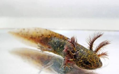 恐龍魚(yú)有攻擊性嗎圖片 龍魚(yú)百科 第16張 恐龍魚(yú)有攻擊性嗎圖片 恐龍魚(yú)有攻擊性嗎圖片 龍魚(yú)百科 第16張