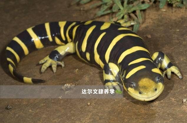 恐龍魚(yú)有攻擊性嗎圖片 恐龍魚(yú)有攻擊性嗎圖片 龍魚(yú)百科 第21張