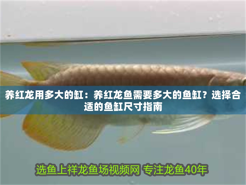 養紅龍用多大的缸：養紅龍魚需要多大的魚缸？選擇合適的魚缸尺寸指南