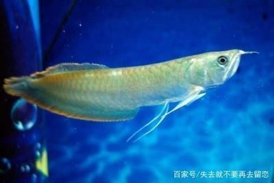 如何選擇適合銀龍魚的魚缸：選擇適合銀龍魚的魚缸需要綜合考慮多個因素
