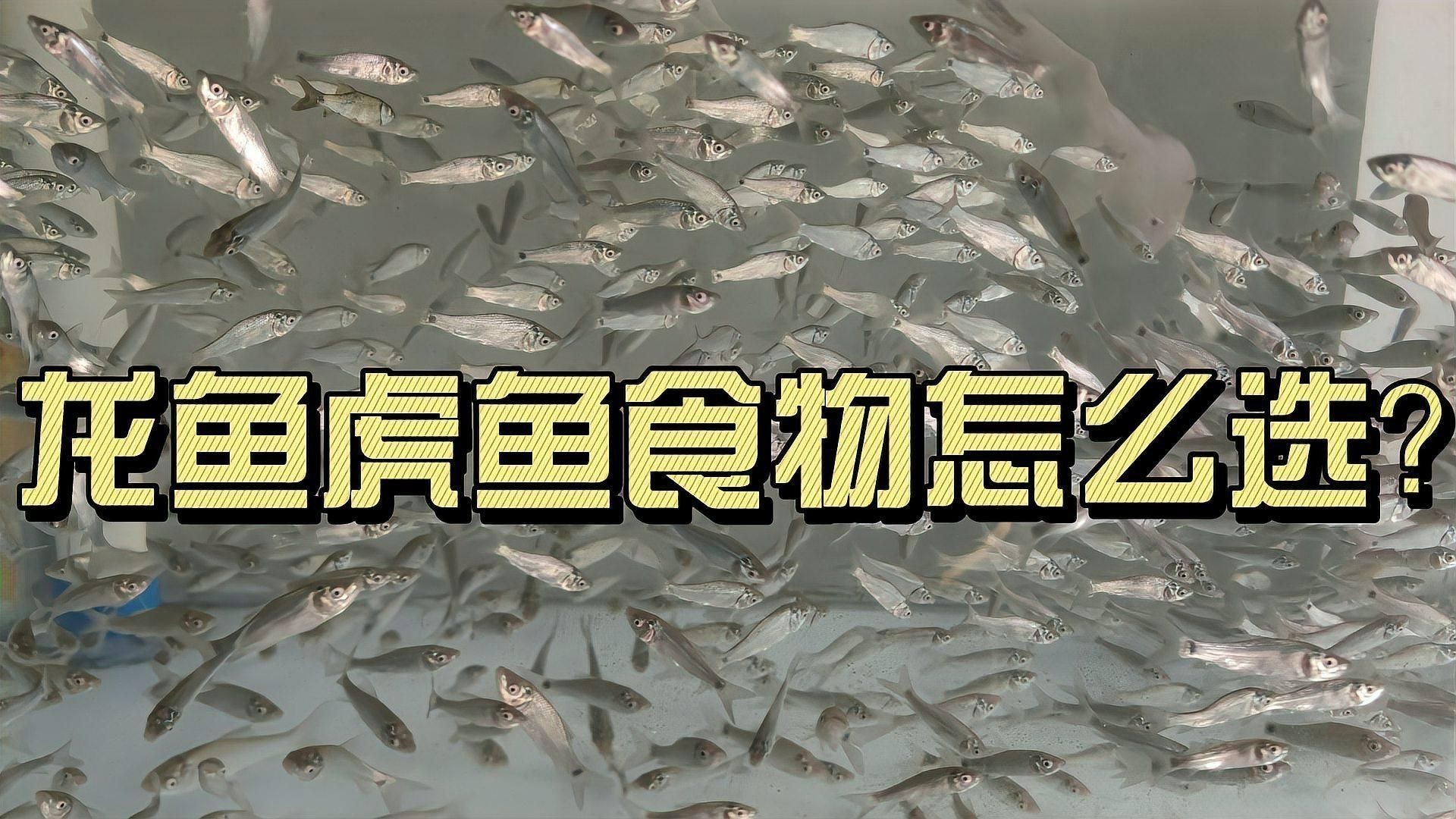 龍魚虎魚喂什么是好