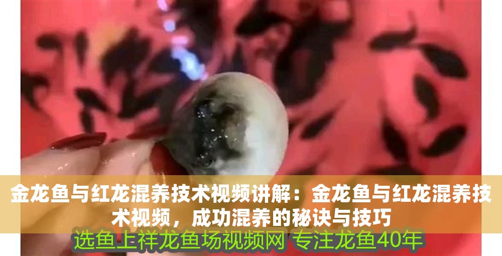 金龍魚與紅龍混養(yǎng)技術(shù)視頻講解：金龍魚與紅龍混養(yǎng)技術(shù)視頻，成功混養(yǎng)的秘訣與技巧
