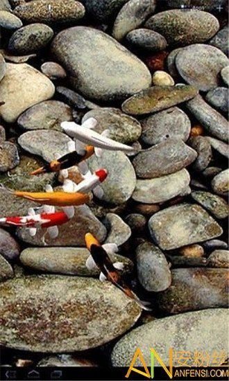 動態龍魚壁紙有哪些推薦軟件？