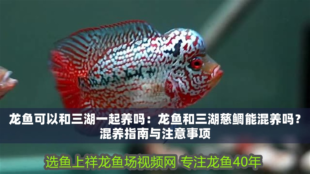 龍魚可以和三湖一起養嗎：龍魚和三湖慈鯛能混養嗎？混養指南與注意事項
