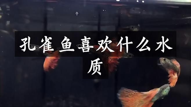 觀賞魚(yú)生活環(huán)境的水質(zhì)要求