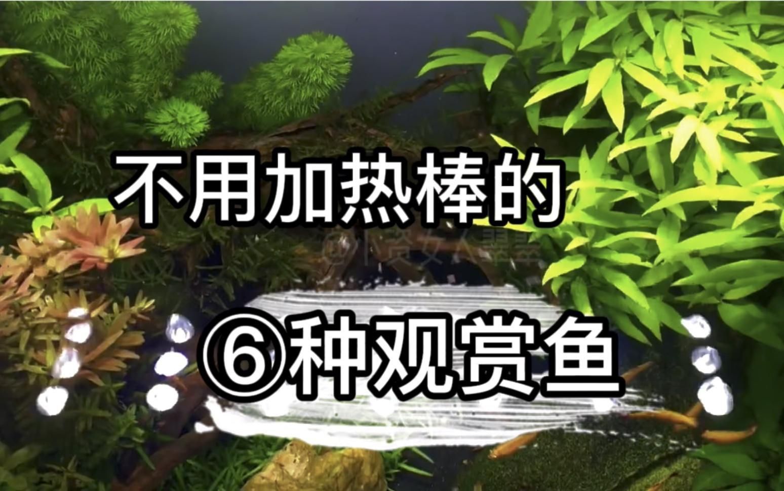 觀賞魚(yú)生活環(huán)境的水質(zhì)要求
