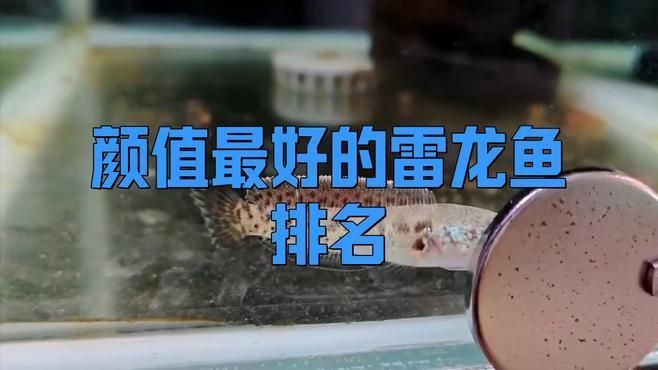 雷龍魚顏值最高的品種
