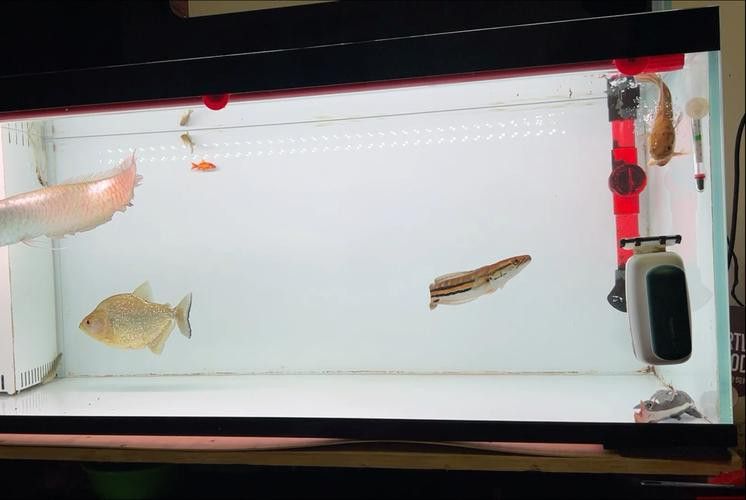 白銀龍魚圖片高清圖大全