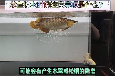 龍魚多長時間檢疫一次合適：龍魚喂食多久換水合適龍魚喂食多久換水合適