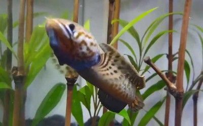 雷龍魚幼體吃什么食物（如何給雷龍魚幼體消毒餌料）