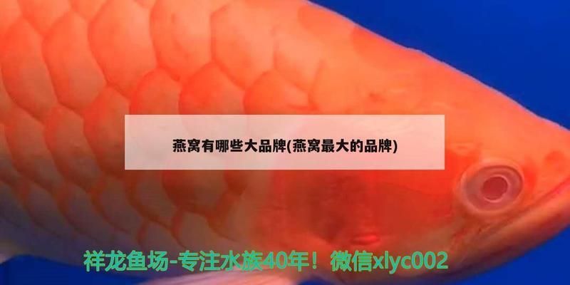 養紅龍魚視頻講座大全集播放下載安裝（養紅龍魚視頻講座大全集播放下載安裝）