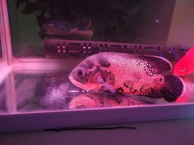 龍魚爛鱗是什么原因導致的：龍魚爛鱗可能由多種因素引起