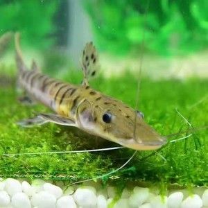 月光鴨嘴魚苗常見寄生蟲種類：關于月光鴨嘴魚苗的常見寄生蟲種類中找到可能的答案
