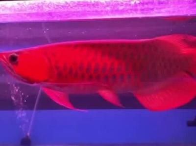 紅珍珠龍魚（澳洲龍魚品種飼養介紹紅珍珠龍魚怎么養）